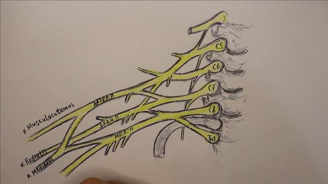 Плечевое сплетение Plexus Brachialis