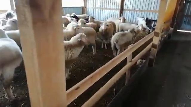 Скрещивание породы Мериноланд и Лакон с другими породами смотреть онлайн