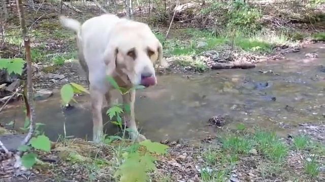 Бархан на водопое смотреть онлайн