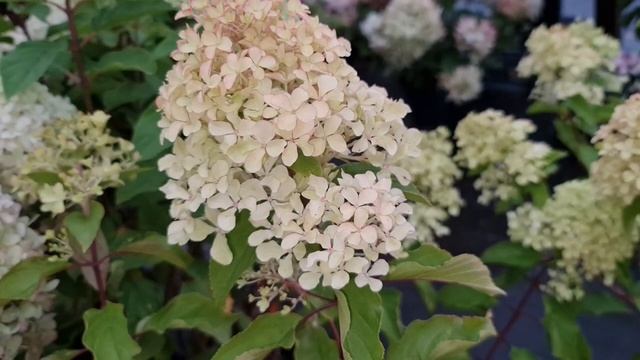 ? Новинка сезона. Гортензия метельчатая Жемчужина Фестиваля. смотреть онлайн