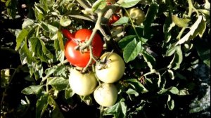 ТОМАТ ЛИРИКА. Описание сорта