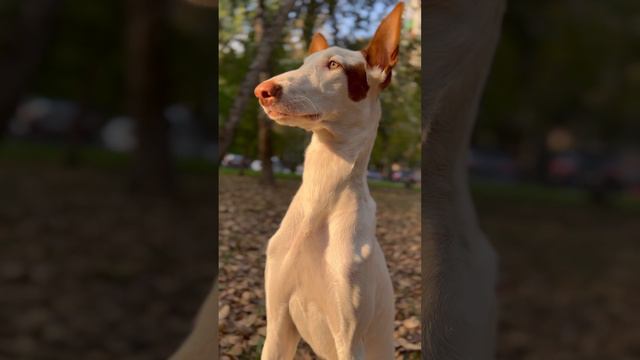 Собаки это ангелы 😇 #поденко #поденкоибиценко #собака #щенок #москва #собаки #фото #мысли смотреть онлайн