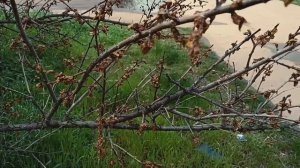 Monilia Монилиоз. Защитим свой сад