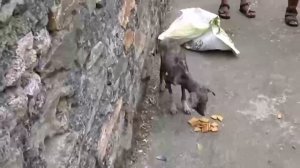 ЗАБОТА И ПОМОЩЬ ДРУЗЬЯМ НАШИМ МЕНЬШИМ