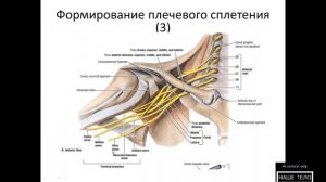 Формирование плечевого сплетения