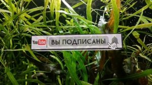 КАК ЧАСТО СИФОНИТЬ ГРУНТ В АКВАРИУМЕ ???