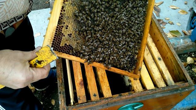 Пчеловодство 04 ноября 2018 г Раздвоенный клуб смотреть онлайн