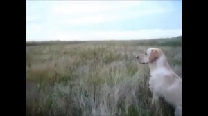 Охота с лабрадором ретривером на утку.