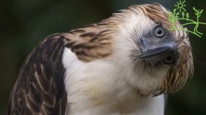 Голоса птиц Как поёт Гарпия