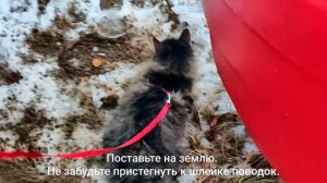 Как приучить кошку к прогулкам