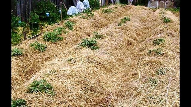 Посадка картофеля под солому смотреть онлайн