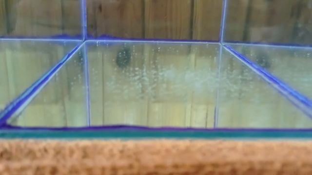 Нерест тернеции глофиш через 2 недели после сцеживания икры смотреть онлайн