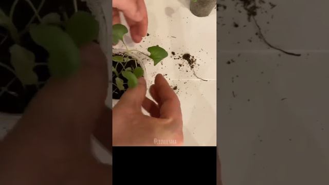 Дихондра и ее секреты🌱