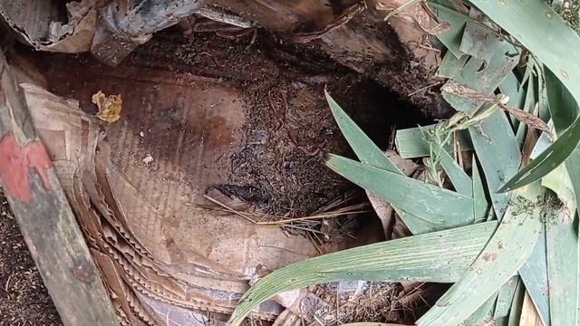 Черви это здорово! смотреть онлайн