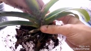 #Адаптация #Пересадка #Полив Ринхостилис гигантея #(Rhynchostylis gigantea). Секреты ухода.