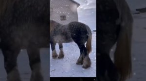 цыганские лошади
