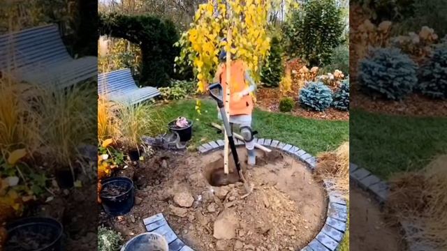 Посадила берёзу на штамбе Юнги. Осень 2021. Betula pendula Youngii.