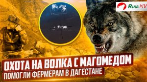 Волк-убийца! Магомед защитил фермеров от волков в Дагестане. Охота на волков.