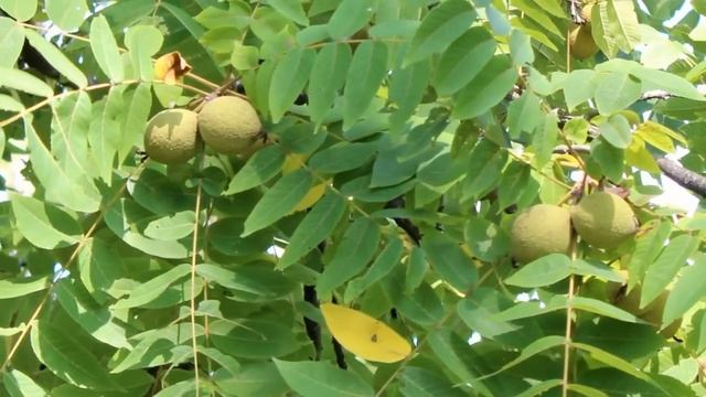 Pecan & Walnuts trees in our yard смотреть онлайн
