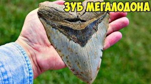 МЕГАЛОДОН - МИФ ИЛИ РЕАЛЬНОСТЬ?