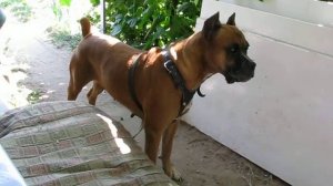 Реакция собаки породы Боксер на "Чужой"