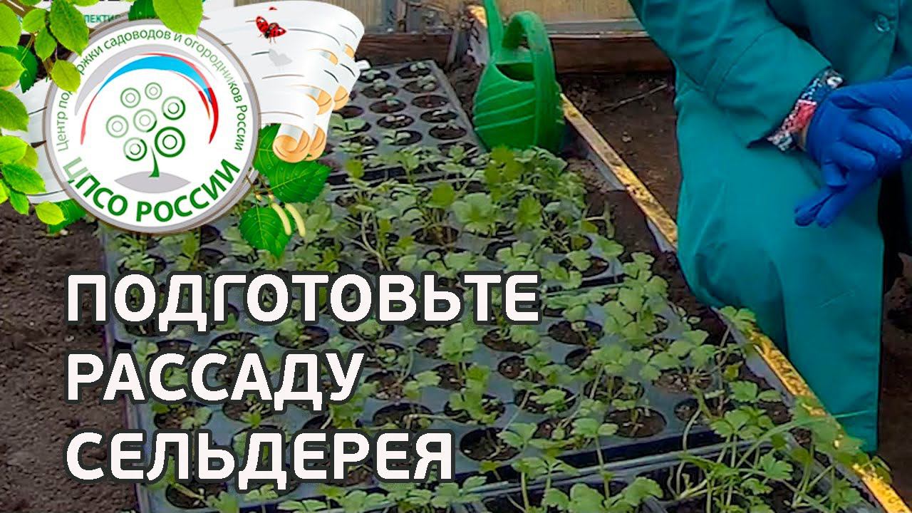 Закаливание рассады сельдерея корневого. Выращиваем сельдерей.
