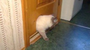 Невская маскарадная кошка