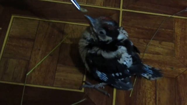 Птенцы дятла кушают смотреть онлайн