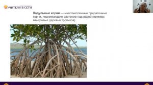 Вегетативные органы растений. Строение: корень, стебель, лист.