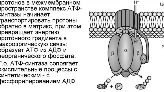 Строение и функции митохондрии. Коэффициент седиментации, АТФ-синтаза