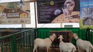 Редкие породы коз были представлены в Москве