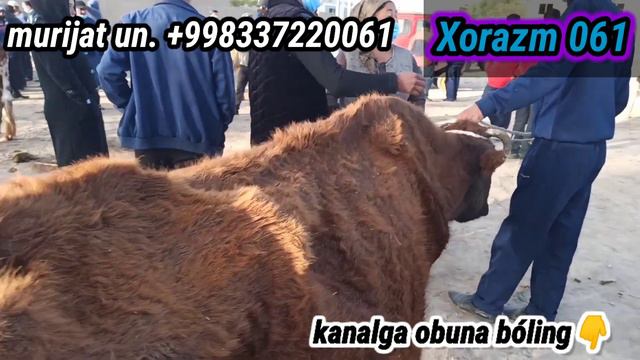 Yangibozor mol bozor narxlari arzon bóldi. Янгибозор мол бозор нархлари.