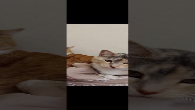 Отдых после драки