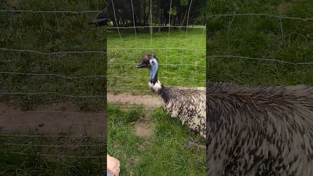Барановичи. Зоопарк. Диприз