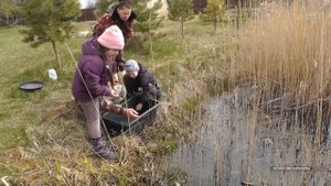 Лягушки рыбе не друзья. Нападение лягушек на карпов могут погубить рыбу