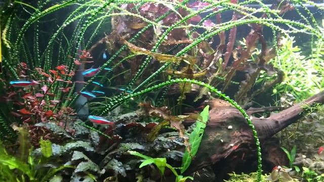 Растительный аквариум Juwel Rio 180. смотреть онлайн