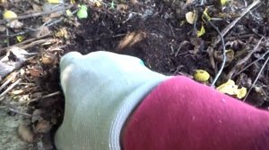 МОЙ САД. ЧИСТКА УГОЛКА ХОСТ. УРОК ПОЧВООБРАЗОВАНИЯ НА КРЫШЕ.