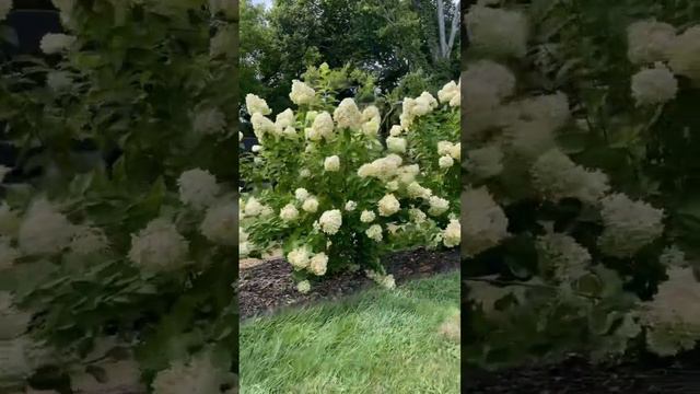 Limelight Hydrangea Love