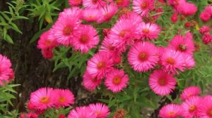 Aster novi belgii 'Royal Ruby'