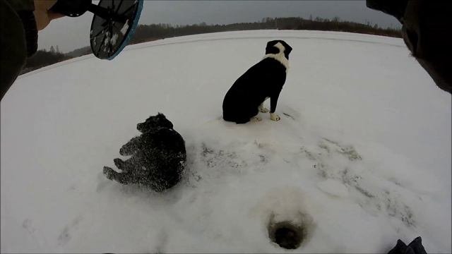 жерлицы оз. медведько