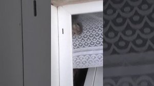 Кошка какает