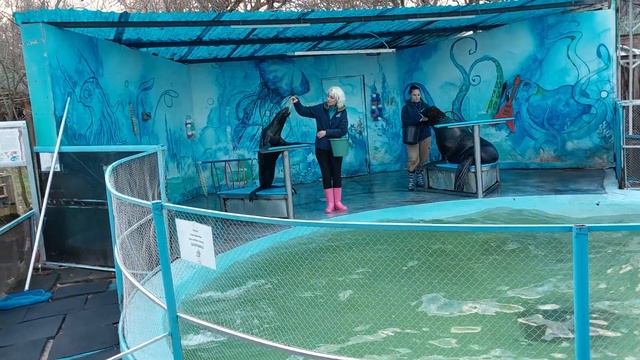 Морские Котики в Зоопарке Краснодара смотреть онлайн