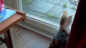 Crazy Kittens fight ether side of a window!