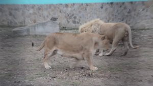 Лев Чип сегодня жаловался на свой гарем !