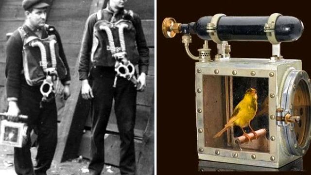 ЗАЧЕМ ШАХТЕРАМ НУЖНЫ БЫЛИ КАНАРЕЙКИ? смотреть онлайн