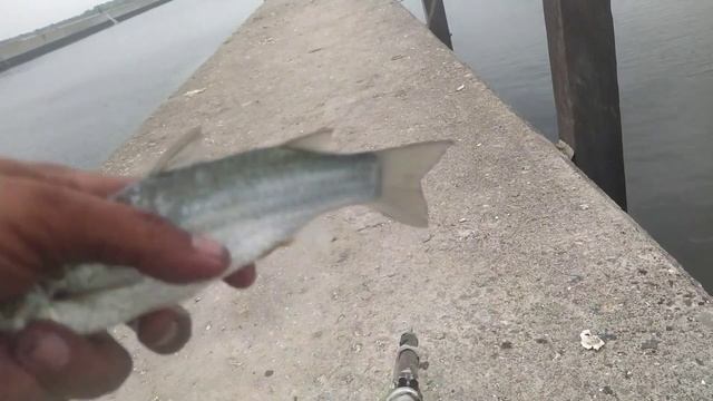 Nembak ikan di laut, Paser Mania - Airgun Fishing || ikan liar смотреть онлайн