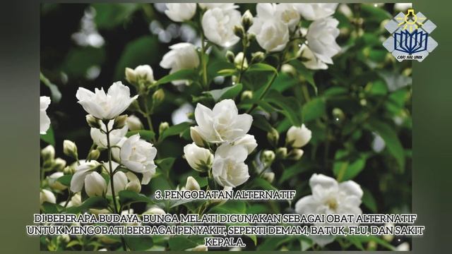 Hal Unik Pada Bunga Melati, Si Puspa Bangsa, Puspa Pesona & Puspa Langka смотреть онлайн