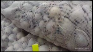 Лук Стардаст на перо - отзыв ?