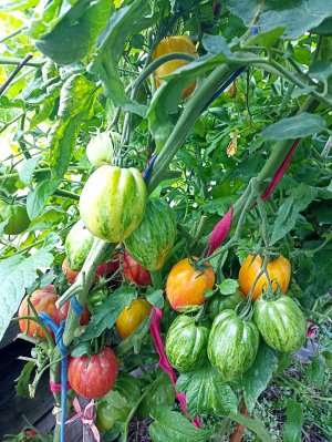 Сибирь. Томаты из серии Козула, готовимся к новому сезону!