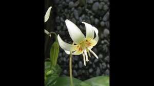 ЭРИТРОНИУМ , или КАНДЫК  (ERYTHRONIUM)  сем. Лилейные